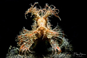"The puppy", Lembeh strait, Sulawesi. by Filip Staes 
